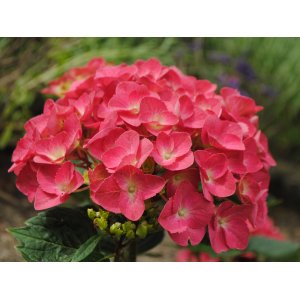 Hortenzia kalinolistá (Hydrangea macrophylla) ´RED BARON´ - výška 30-50 cm, Ø 20-30 cm, kont. C3L